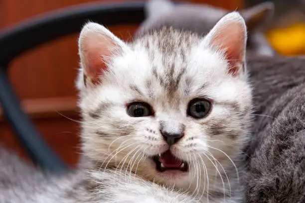 The muzzle of a funny British kitten who looks in surprise at the camera with his mouth open