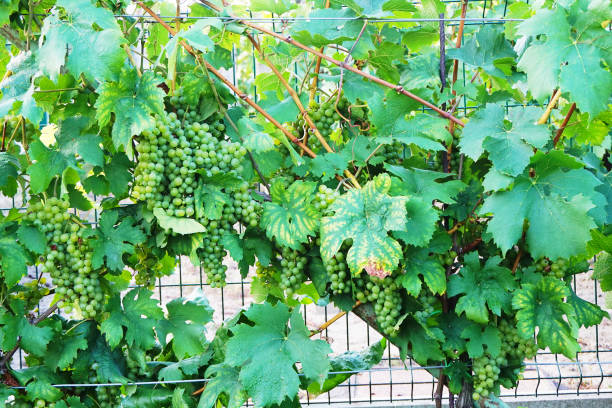 istock czech vineyards from moravia 1092587462