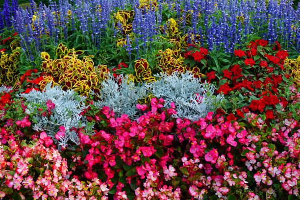 istock nice color flowers in the garden 1092589156