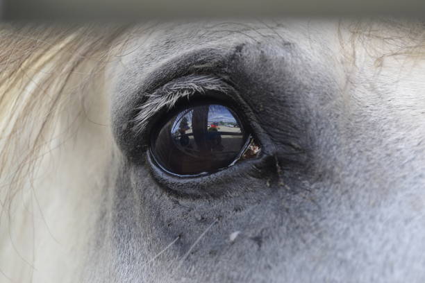 A beautiful bright horse eye with reflections in it