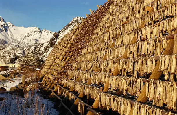 Photo of The Stockfish industry in Svolvaer