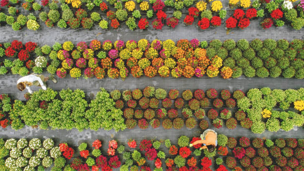 istock Flower field from above 1092595216