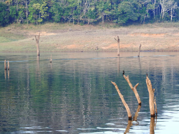 istock View of the Lake and Dead Tree Stumps 1092598846