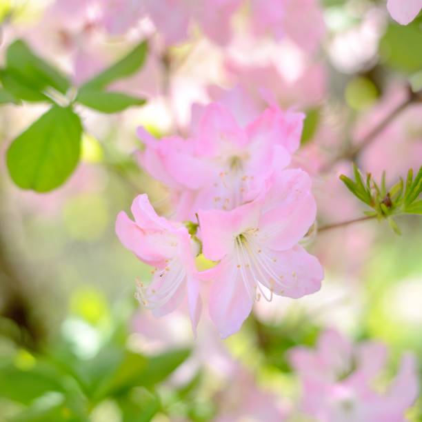 istock pink Rhododendron blooming in spring 1092599394