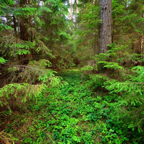 istock dark green pine forest scene, summertime 1092599520