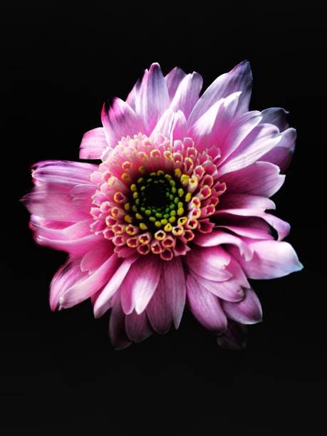 istock Close-up of flower  dahlia 1092600366