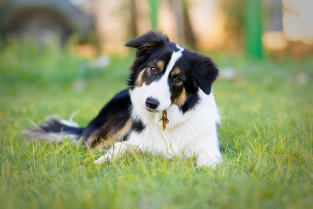 Border Collie puppy playing with a stick Portrait of a seven-month-old Border Collie puppy lying on the grass while playing with a stick border collie stock pictures, royalty-free photos & images