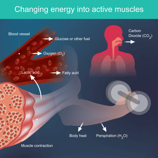 zmiana energii w aktywne mięśnie - actin stock illustrations
