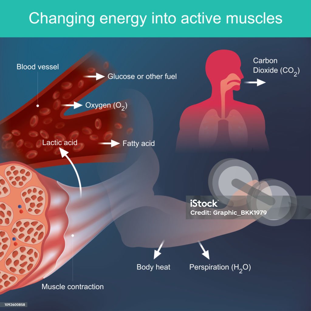 At Rest Muscles Obtain Most Of Their Energy By Metabolizing Changing Energy Into Active Muscles Stock Illustration - Download Image
