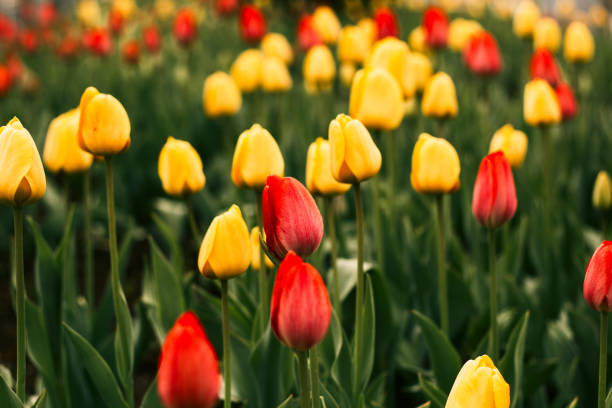 istock vibrant  tulips flowers field 1092600890