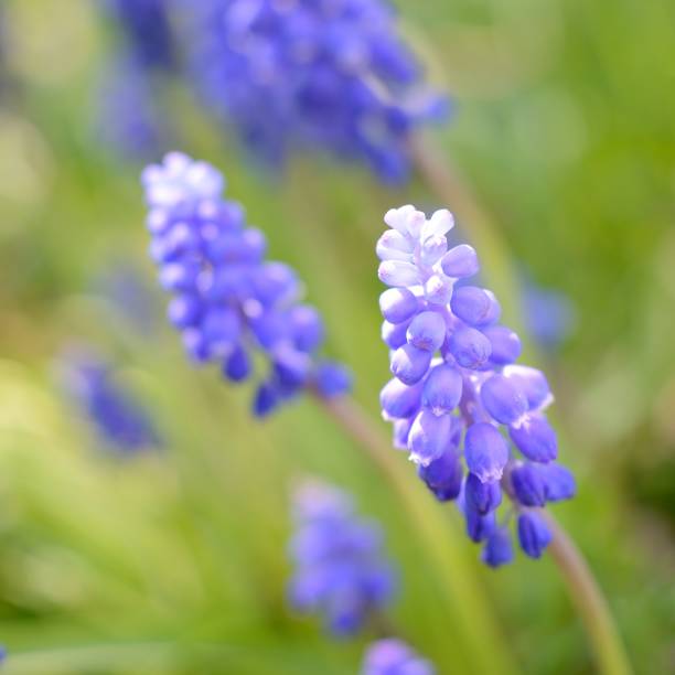 istock Blue flowers close-up in spring 1092601944