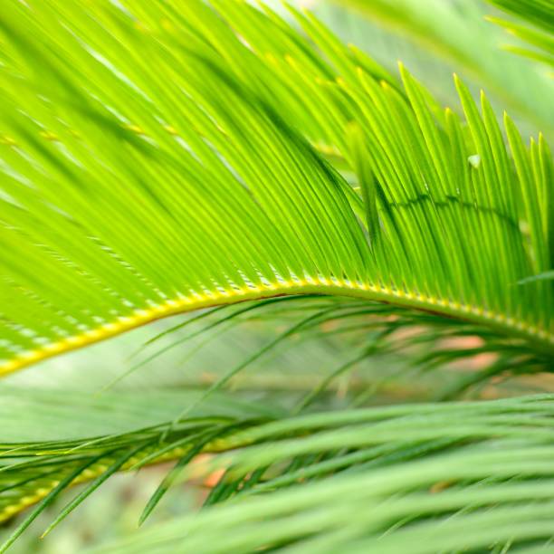 istock palm leaves close-up 1092601980