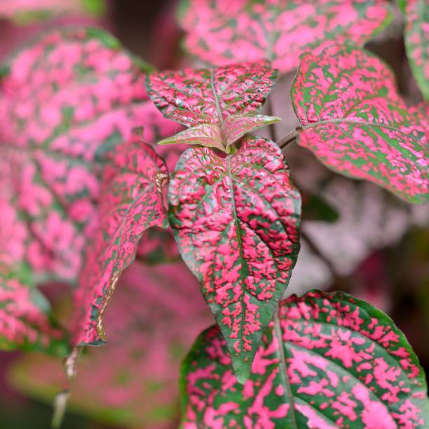 istock exotic plant with red leaves 1092602002
