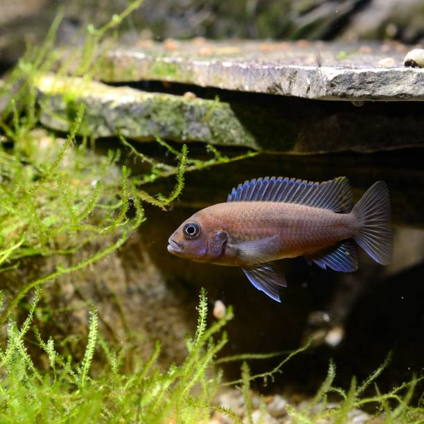 Cichlid fish in aquarium