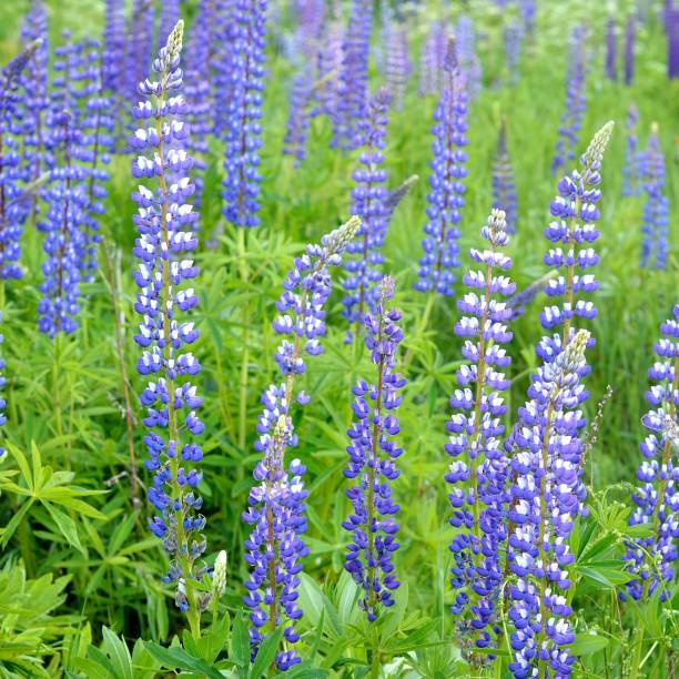 istock lupine flowers close-up 1092603952
