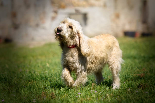 istock Mongrel dog of Griffon walking on the grass 1092604498