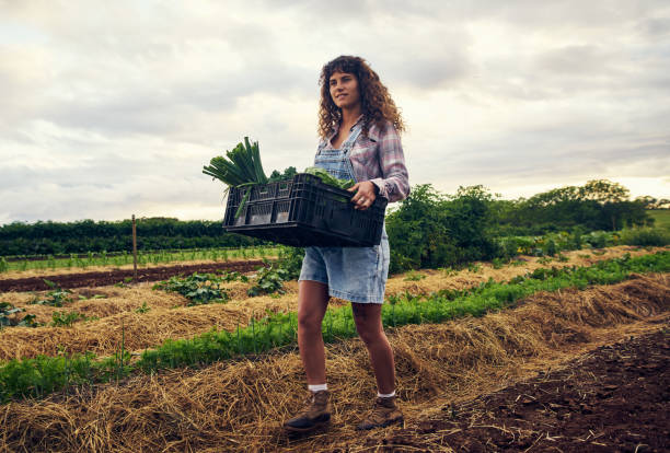 istock Picking out the best from her crops 1092606742
