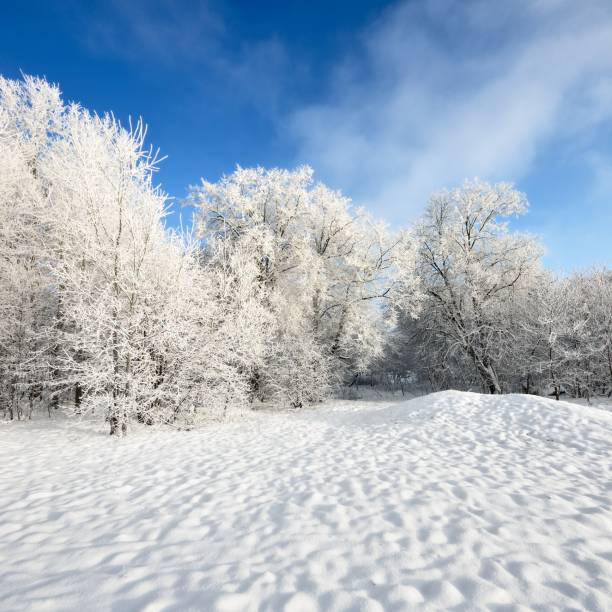 istock hoar-frost on trees in winter 1092606954