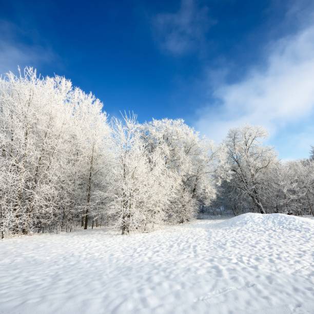istock hoar-frost on trees in winter 1092606956