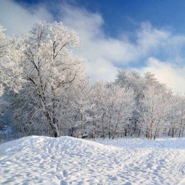 istock hoar-frost on trees in winter 1092606974