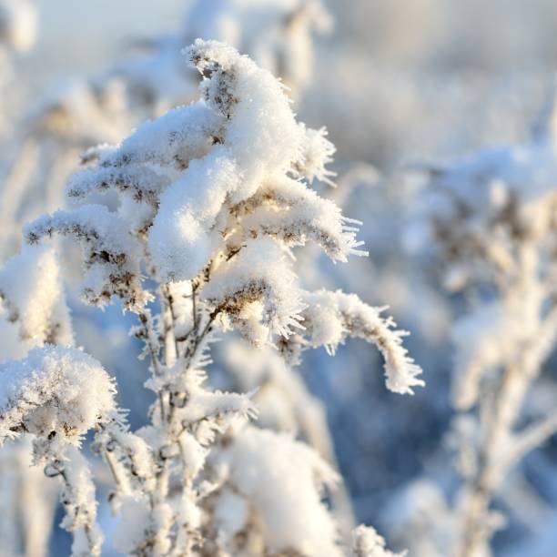 istock hoar-frost on plants in winter 1092607008