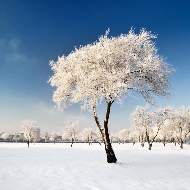 istock hoar-frost on trees in winter 1092607016