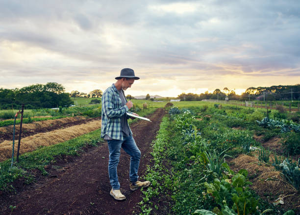 Shot of a mature farmer checking the crops on his farm