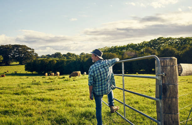 i bovini sono tutti fuori a pascolare - farm gate foto e immagini stock