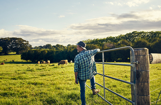 Rearview shot of a farmer watching over cattle on a farm