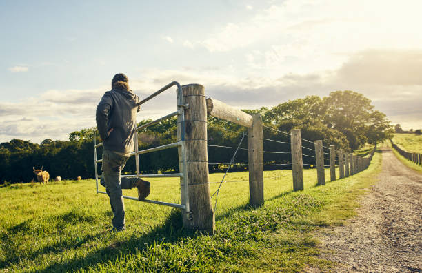 наблюдая за своим стадом - farm fence landscape rural scene стоковые фото и изображения