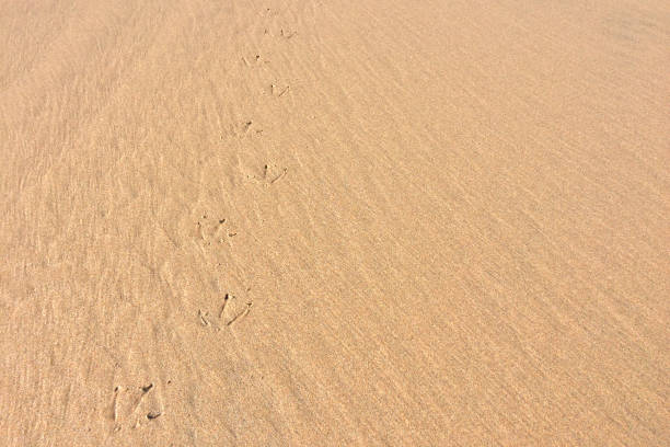 istock bird footprints in the sand, footprints on the beach 1092610504