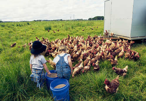 Shot of two little children feeding chickens on a farm