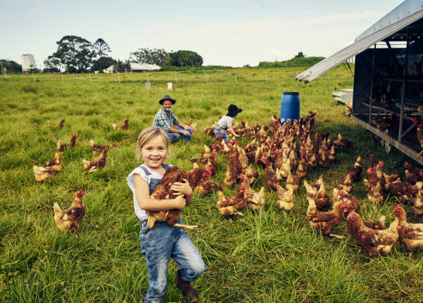 She loves caring for the chickens Shot of a little girl holding a chicken while with her family on a farm farm stock pictures, royalty-free photos & images
