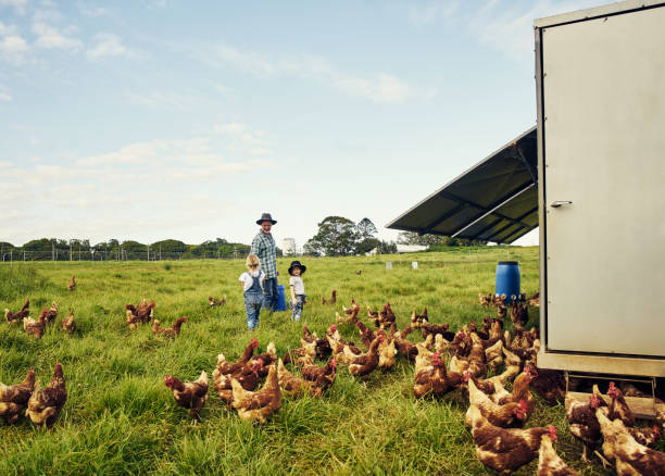 istock Taking turns to feed the chickens 1092610840