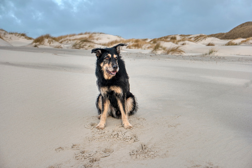 Dog on the North Frisian Island Amrum in Germany