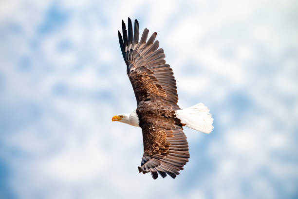 zwei adler mit ausgebreiteten schwingen - eagles stok fotoğraflar ve resimler