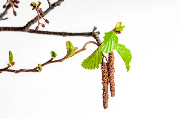 Young shoot of an alder. This plant is an early bloomer.