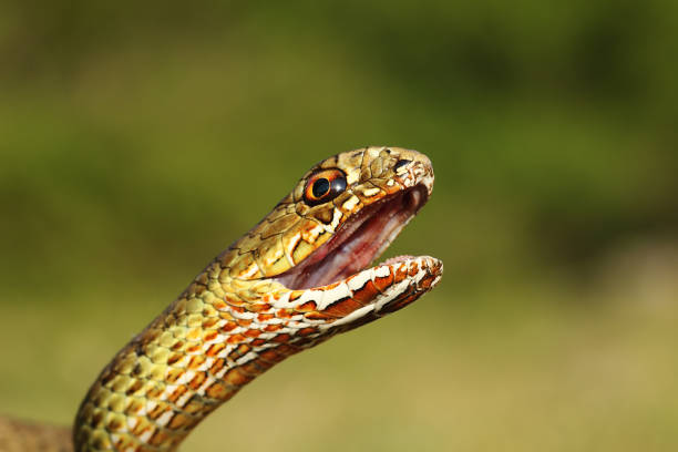 portrait of angry eastern montpellier snake portrait of angry eastern montpellier snake ( Malpolon insignitus ), animal ready to bite fanged stock pictures, royalty-free photos & images