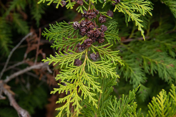 False Cypress Leaves and Cones in Winter stock photo