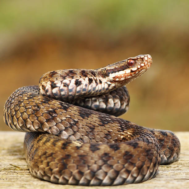 istock common european adder standing on wood board 1092621008