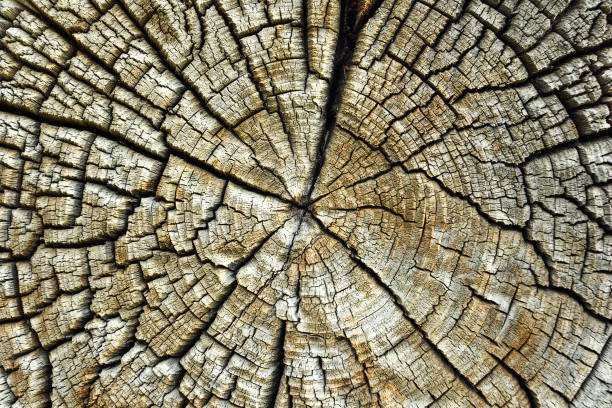 médula agrietado tronco spruce - cross shape cross rough wood fotografías e imágenes de stock