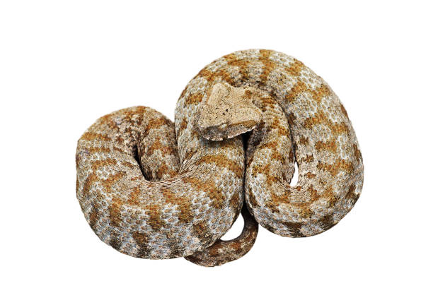 istock blunt nosed viper isolated over white background 1092621302