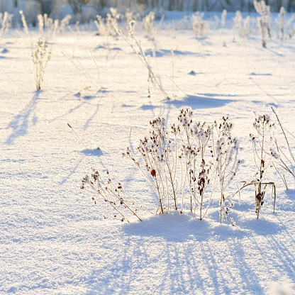 winter countyside view, hoar-frost in winter