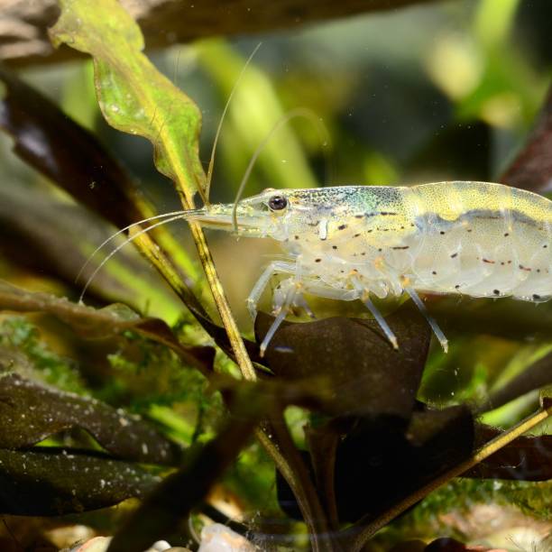 istock exotic freshwater shrimp in aquarium 1092623210