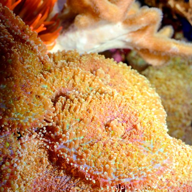 istock Sea anemones  in marine aquarium 1092623232