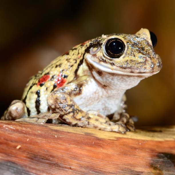 istock Colorful frog in terrarium 1092623340