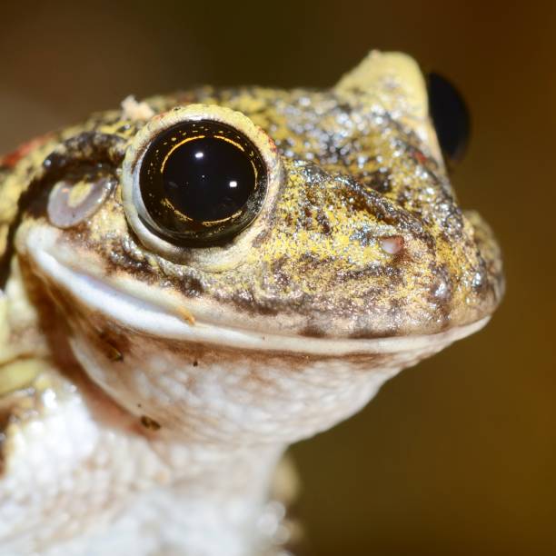 istock Colorful frog in terrarium 1092623346