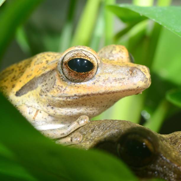 istock Colorful frog in terrarium 1092623352