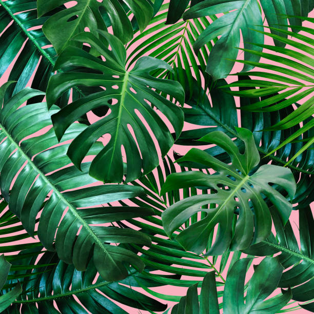 istock Tropical leaves on pink background 1092626268