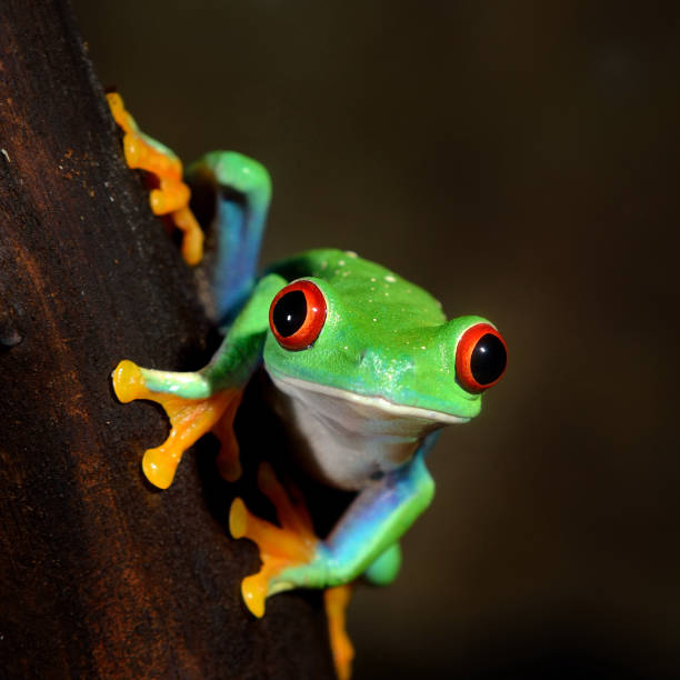 istock red-eye frog  Agalychnis callidryas in terrarium 1092627108